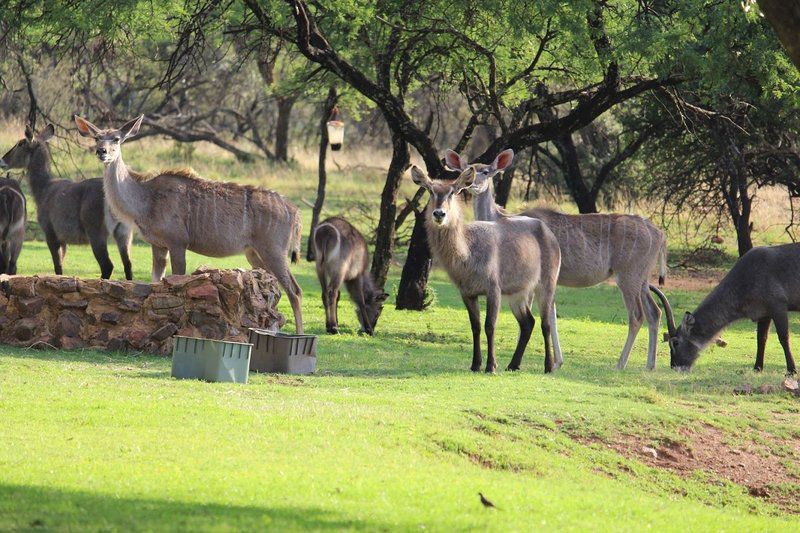 Kruger Ranch Maanhaarrand North West Province South Africa Animal