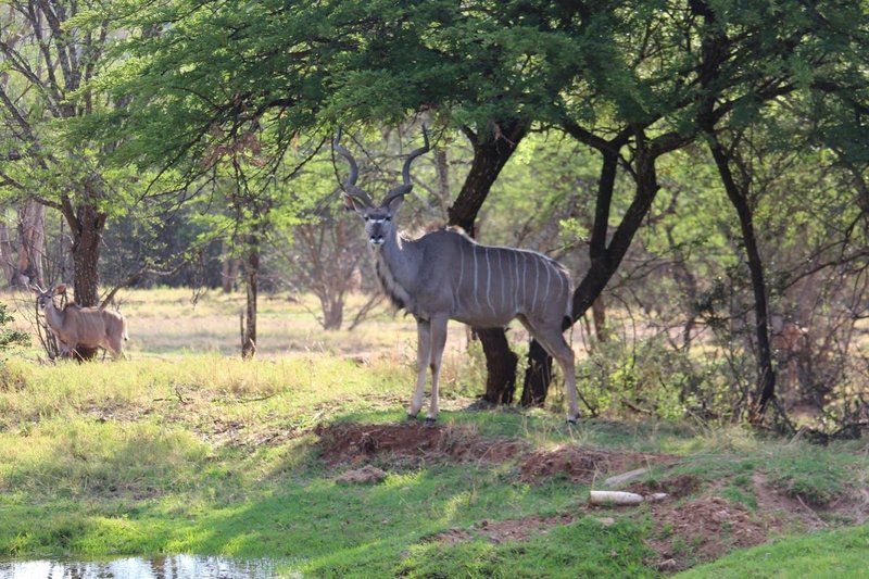 Kruger Ranch Maanhaarrand North West Province South Africa Animal