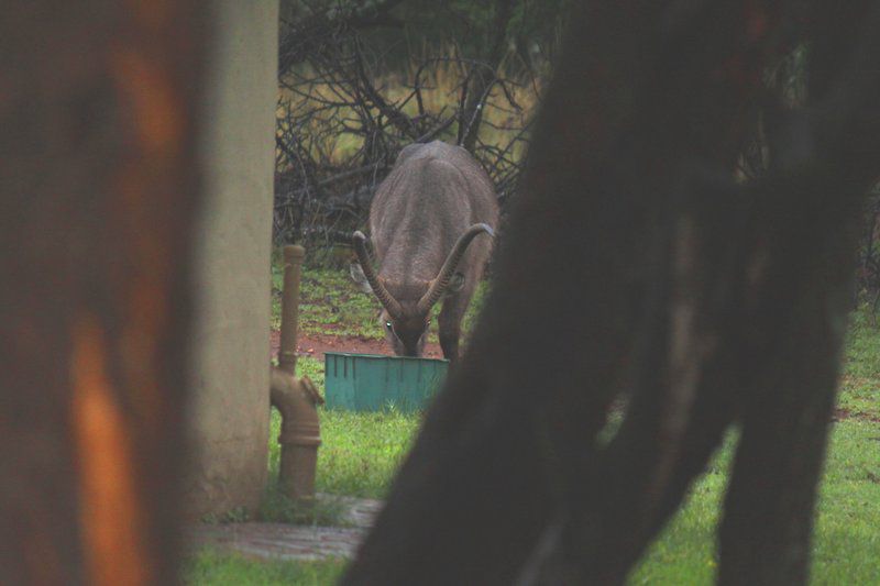 Kruger Ranch Maanhaarrand North West Province South Africa Unsaturated, Elephant, Mammal, Animal, Herbivore