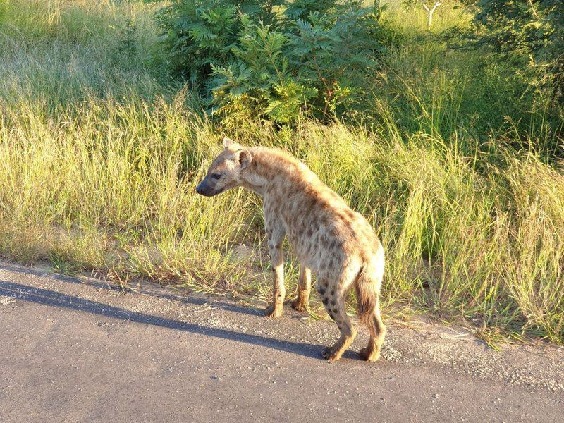 Kruger Shalati The Train On The Bridge Skukuza Mpumalanga South Africa Hyaena, Mammal, Animal