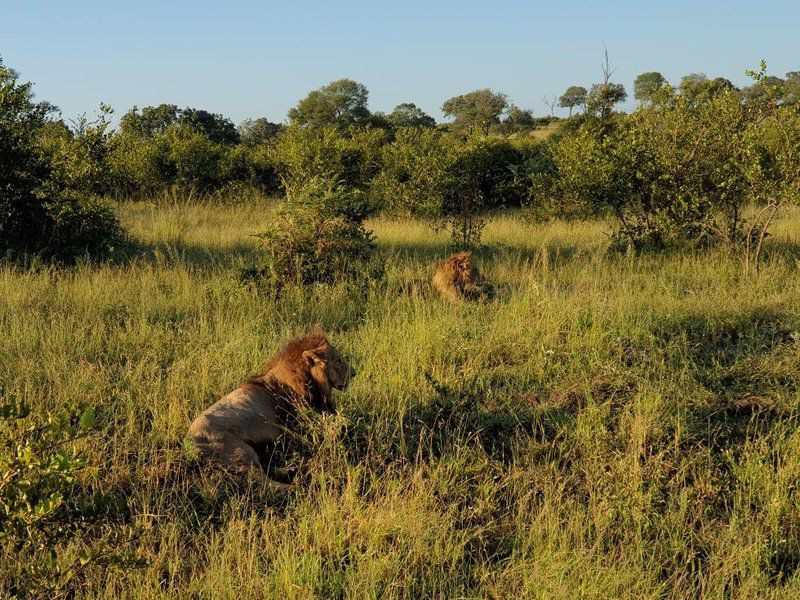 Kruger Shalati The Train On The Bridge Skukuza Mpumalanga South Africa Animal, Lowland, Nature