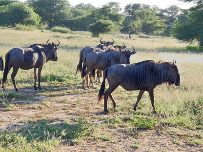 Kruger Shalati The Train On The Bridge Skukuza Mpumalanga South Africa Gnu, Mammal, Animal, Herbivore