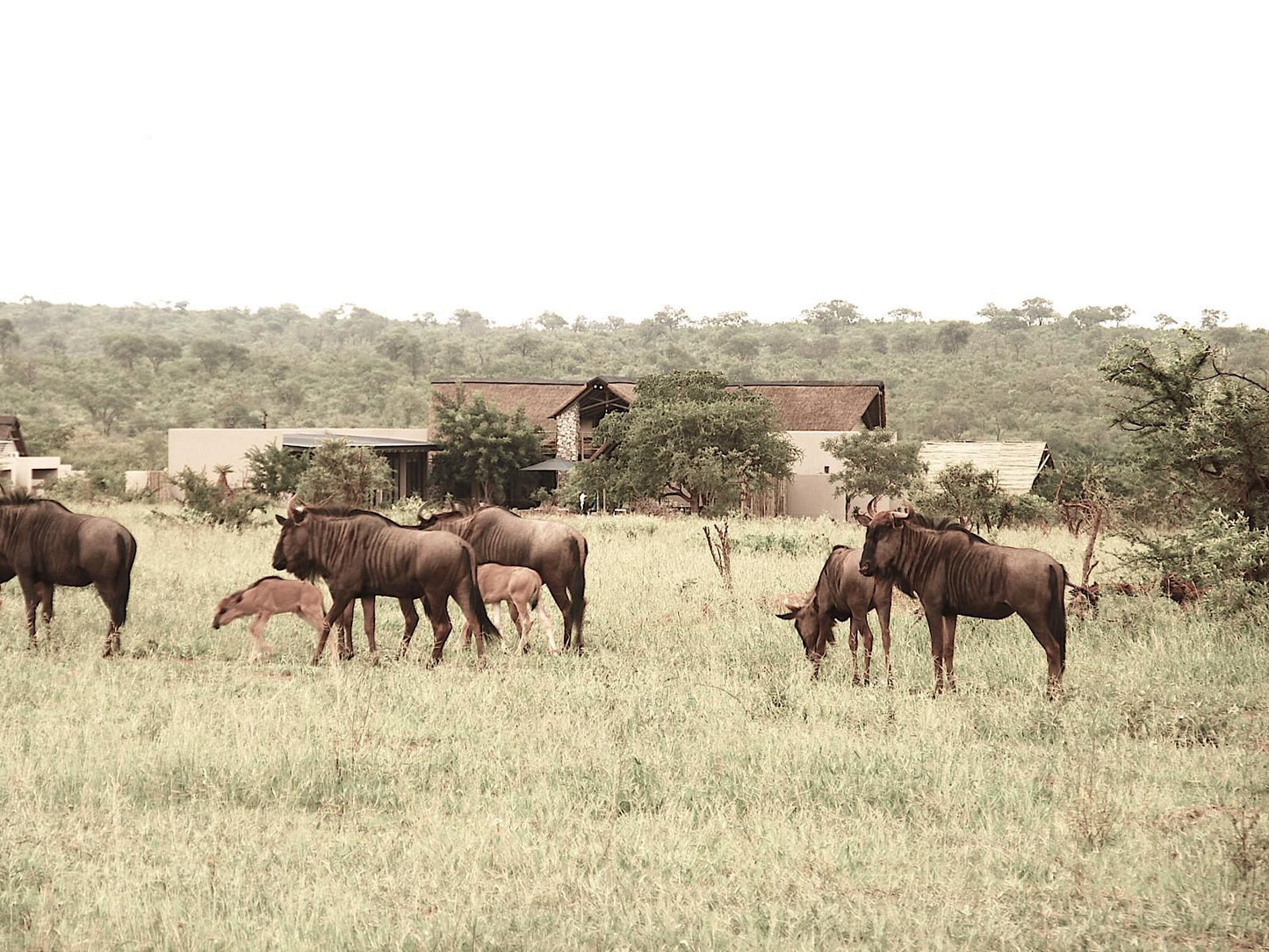 Kruger Sunset Lodge Living With Lions Mjejane Private Game Reserve Mpumalanga South Africa Sepia Tones, Gnu, Mammal, Animal, Herbivore, Lowland, Nature