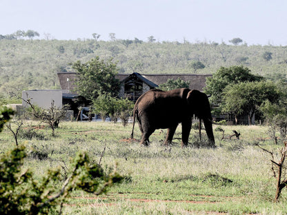 Kruger Sunset Lodge Living With Lions Mjejane Private Game Reserve Mpumalanga South Africa Elephant, Mammal, Animal, Herbivore