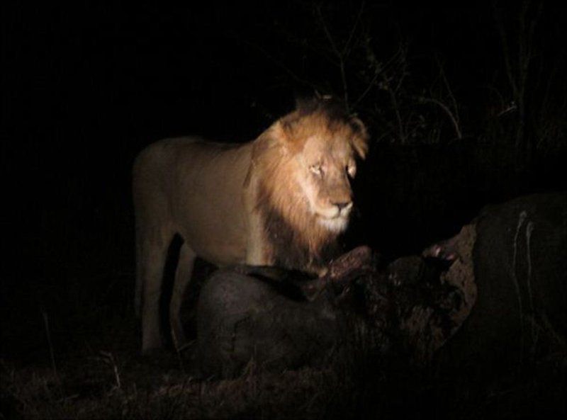 4 Night Kruger Three Park Tented Safari South Kruger Park Mpumalanga South Africa Dark, Lion, Mammal, Animal, Big Cat, Predator