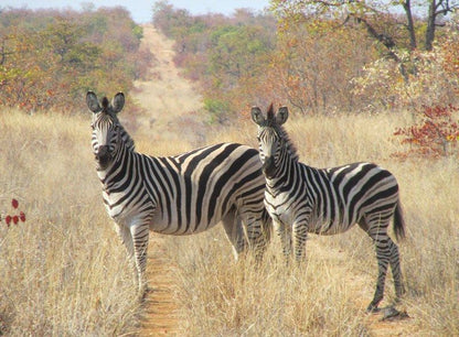 4 Night Kruger Three Park Tented Safari South Kruger Park Mpumalanga South Africa Zebra, Mammal, Animal, Herbivore