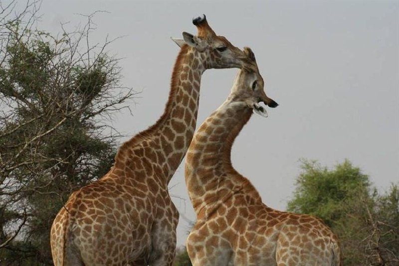 4 Night Kruger Three Park Tented Safari South Kruger Park Mpumalanga South Africa Giraffe, Mammal, Animal, Herbivore