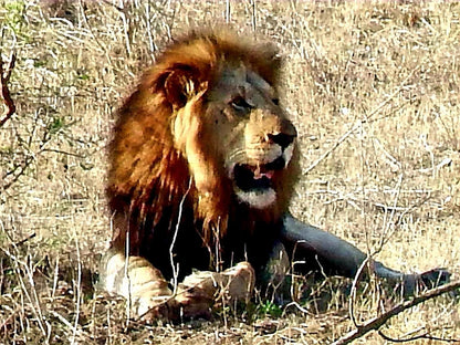 Kruger Wielewaal Rest Camp Marloth Park Mpumalanga South Africa Lion, Mammal, Animal, Big Cat, Predator