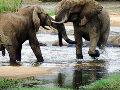 Kruger Wielewaal Rest Camp Marloth Park Mpumalanga South Africa Elephant, Mammal, Animal, Herbivore