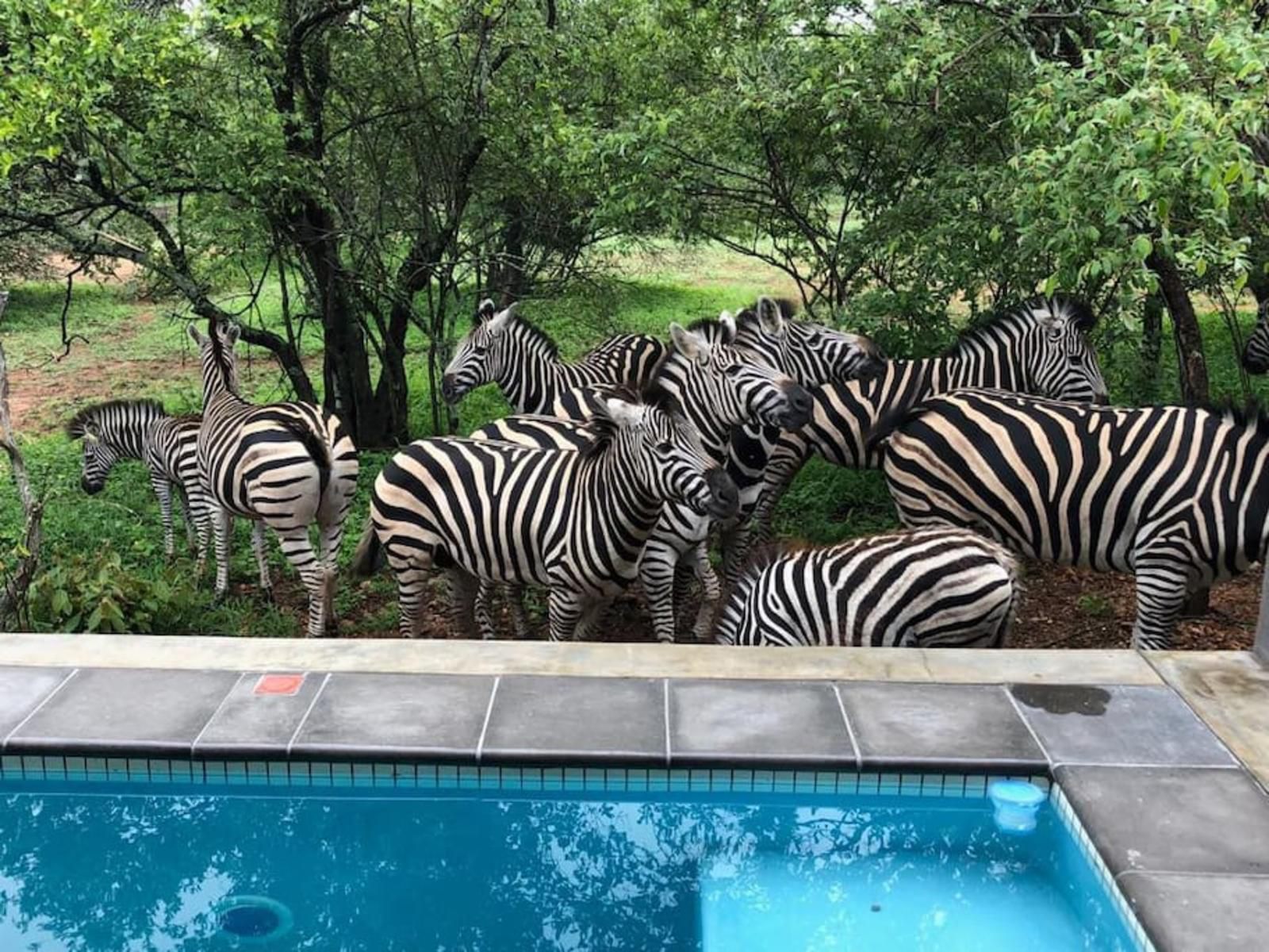 Kruger Willows Marloth Park Mpumalanga South Africa Zebra, Mammal, Animal, Herbivore