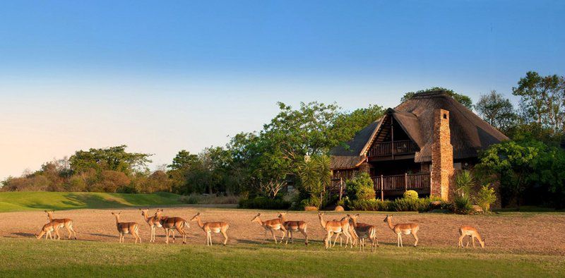 Kruger Park Lodge Legacy Hotels Hazyview Mpumalanga South Africa Complementary Colors, Animal