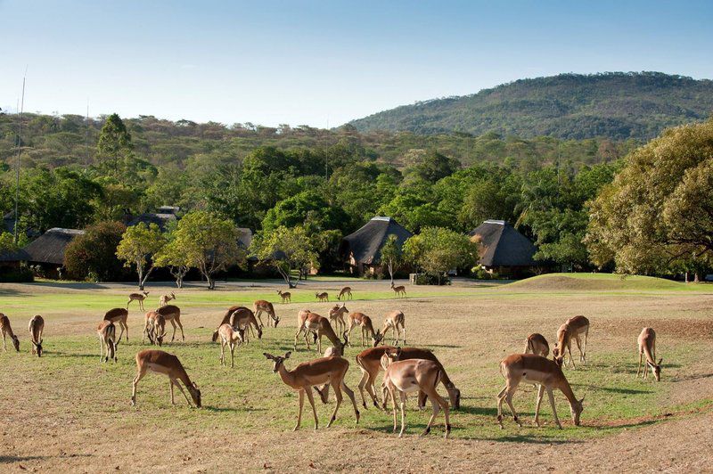 Kruger Park Lodge Legacy Hotels Hazyview Mpumalanga South Africa Animal