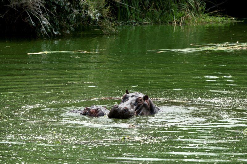 Kruger Park Lodge Legacy Hotels Hazyview Mpumalanga South Africa Hippo, Mammal, Animal, Herbivore, River, Nature, Waters, Water Buffalo