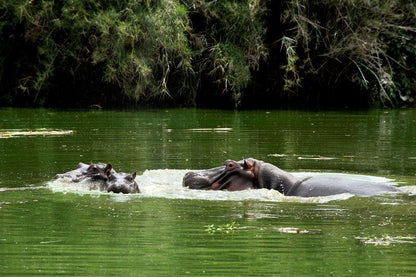 Kruger Park Lodge Legacy Hotels Hazyview Mpumalanga South Africa Hippo, Mammal, Animal, Herbivore, River, Nature, Waters, Water Buffalo