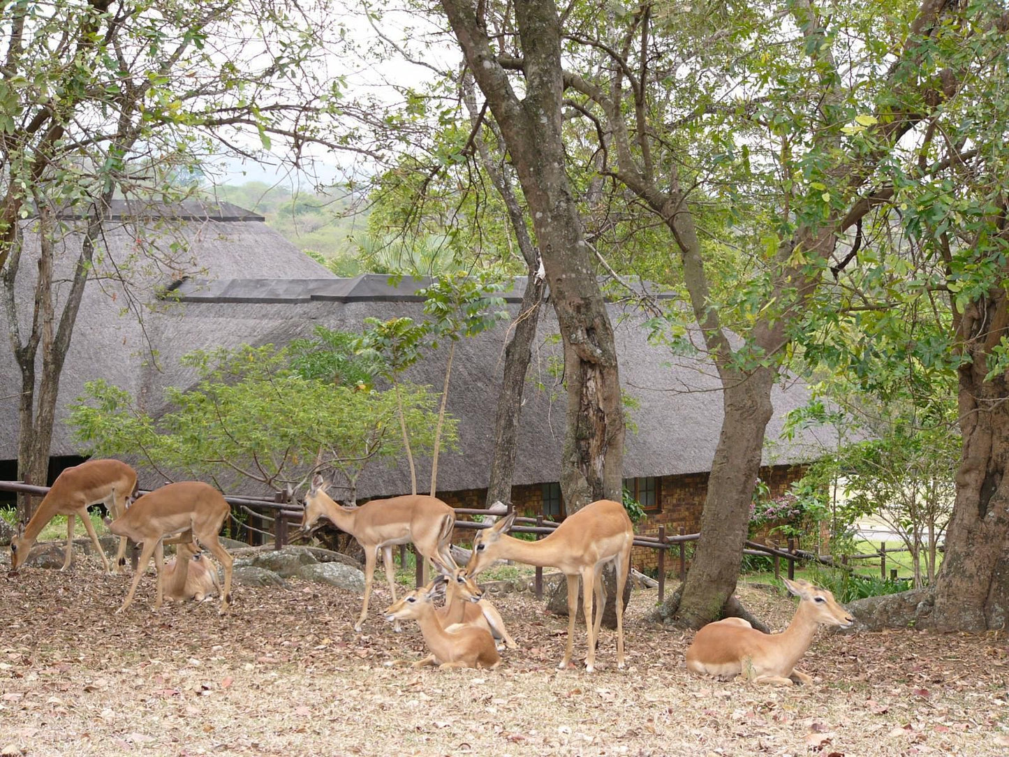 Kruger Park Lodge Chalet Shongwe Ingwe Hazyview Mpumalanga South Africa Deer, Mammal, Animal, Herbivore, Tree, Plant, Nature, Wood