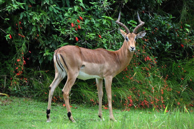 Kruger Park Lodge Unit No 223 Hazyview Mpumalanga South Africa Deer, Mammal, Animal, Herbivore