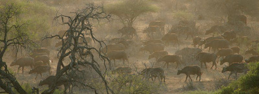 Kruger Private Bush Camp Timbavati Reserve Mpumalanga South Africa Sepia Tones, Animal