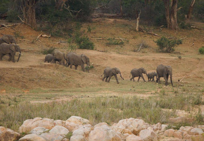 Kruger River Self Catering Marloth Park Mpumalanga South Africa Sepia Tones, Elephant, Mammal, Animal, Herbivore