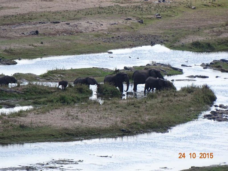 Krugersafaris Sa Central Kruger Park Mpumalanga South Africa Animal