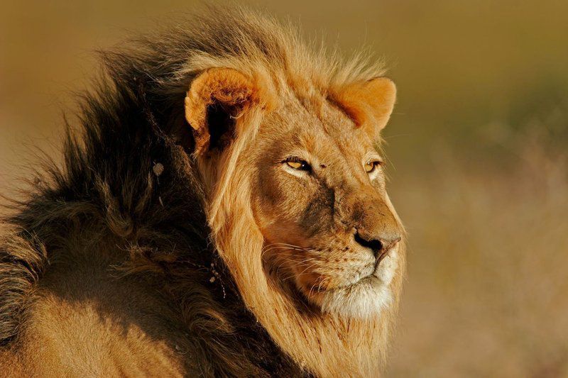 Krugersafaris Sa Central Kruger Park Mpumalanga South Africa Sepia Tones, Lion, Mammal, Animal, Big Cat, Predator