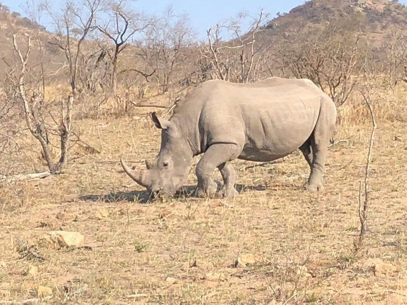 Krugersafaris Sa Central Kruger Park Mpumalanga South Africa Rhino, Mammal, Animal, Herbivore
