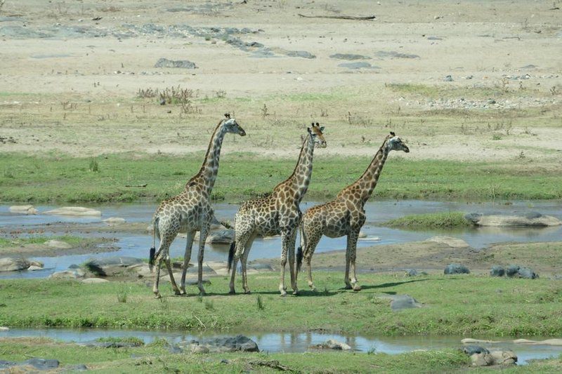 Krugersafaris Sa Central Kruger Park Mpumalanga South Africa Giraffe, Mammal, Animal, Herbivore