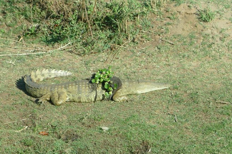 Krugersafaris Sa Central Kruger Park Mpumalanga South Africa Crocodile, Reptile, Animal, Predator