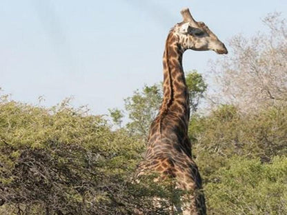 Kruger Wild Dog Inn Marloth Park Mpumalanga South Africa Giraffe, Mammal, Animal, Herbivore