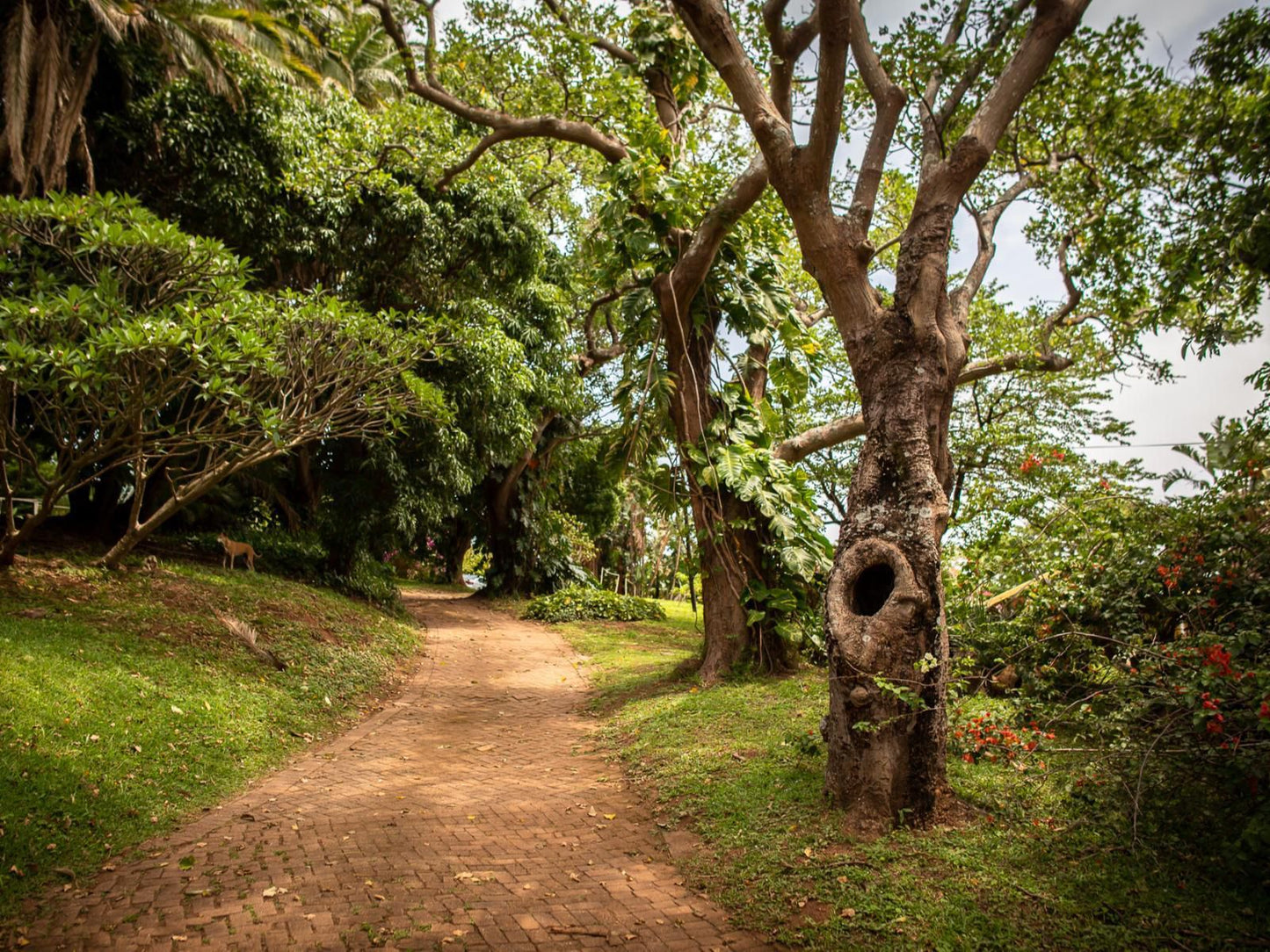 Ku-Boboyi River Lodge, Forest, Nature, Plant, Tree, Wood