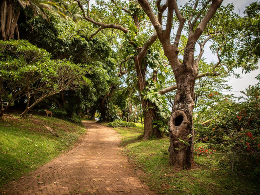 Ku-Boboyi River Lodge, Forest, Nature, Plant, Tree, Wood