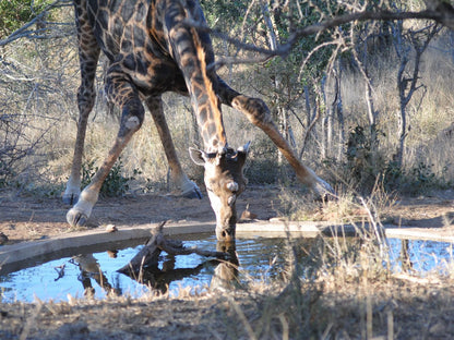 Ku Sungula Safari Lodge Balule Nature Reserve Mpumalanga South Africa Giraffe, Mammal, Animal, Herbivore