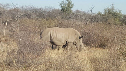 Kubu Khaya Mabalingwe Mabalingwe Nature Reserve Bela Bela Warmbaths Limpopo Province South Africa Rhino, Mammal, Animal, Herbivore