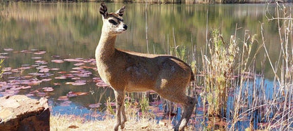 Kubu Khaya Mabalingwe Mabalingwe Nature Reserve Bela Bela Warmbaths Limpopo Province South Africa Llama, Mammal, Animal, Herbivore