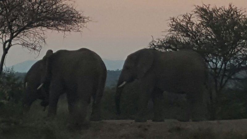 Kubu Khaya Mabalingwe Mabalingwe Nature Reserve Bela Bela Warmbaths Limpopo Province South Africa Unsaturated, Elephant, Mammal, Animal, Herbivore