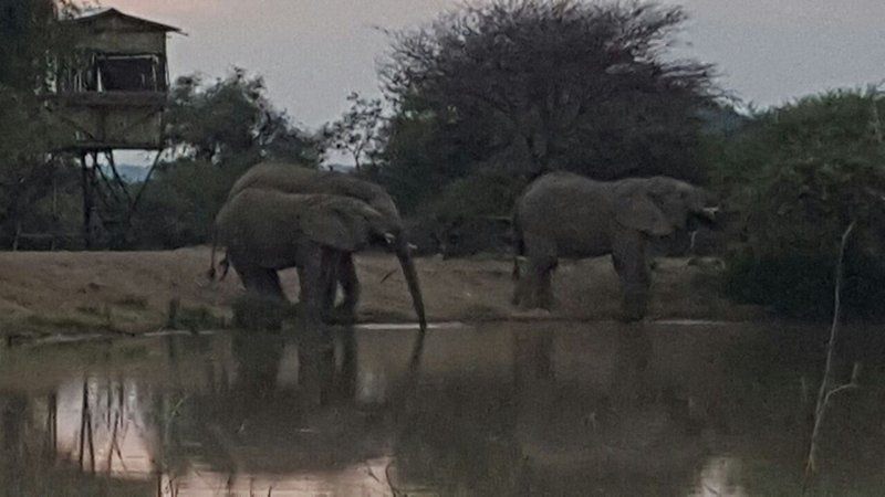 Kubu Khaya Mabalingwe Mabalingwe Nature Reserve Bela Bela Warmbaths Limpopo Province South Africa Colorless, Elephant, Mammal, Animal, Herbivore