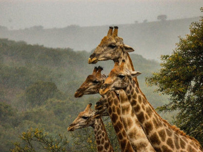 Kudu Ridge Game Lodge, Sepia Tones, Giraffe, Mammal, Animal, Herbivore