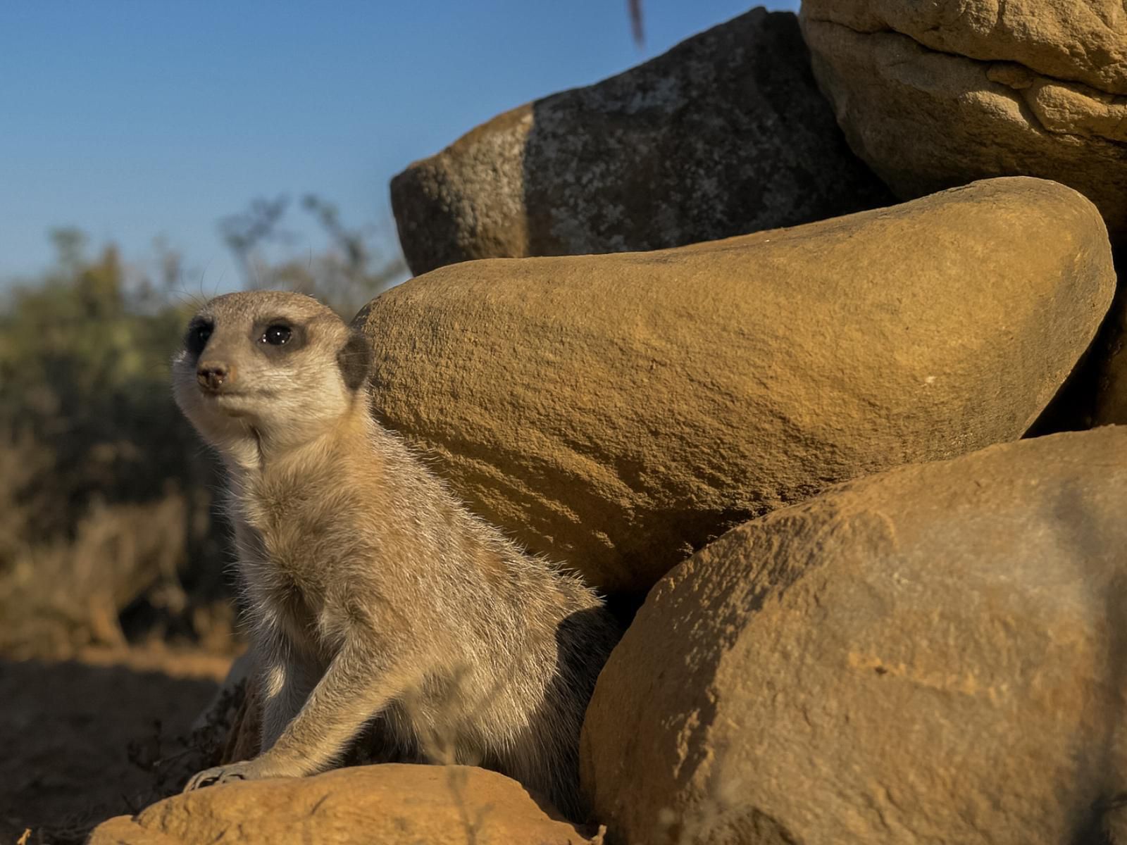 Kudu Ridge Game Lodge, Meerkat, Mammal, Animal, Predator