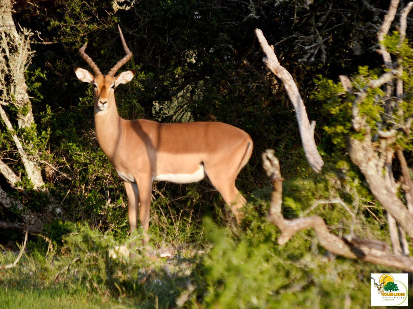 Kududu Guest House Sunland Eastern Cape South Africa Deer, Mammal, Animal, Herbivore