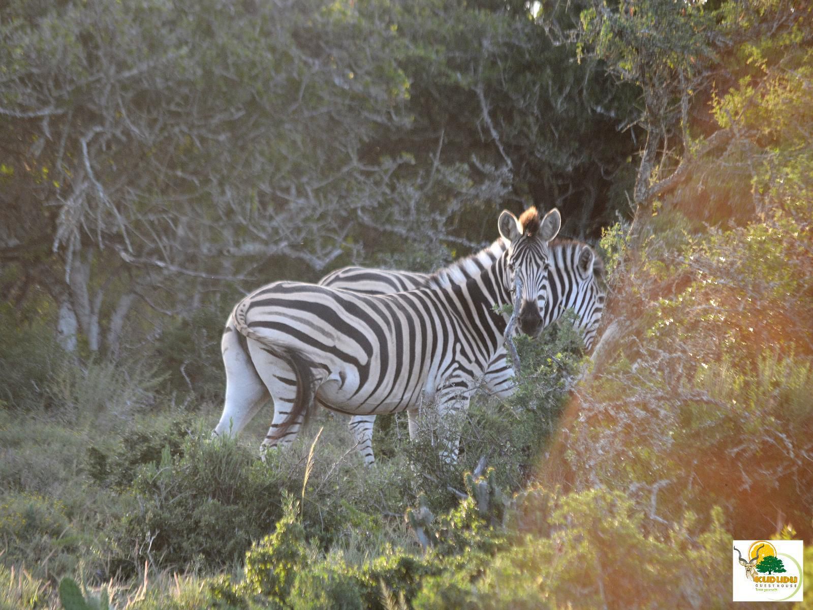 Kududu Guest House Sunland Eastern Cape South Africa Zebra, Mammal, Animal, Herbivore