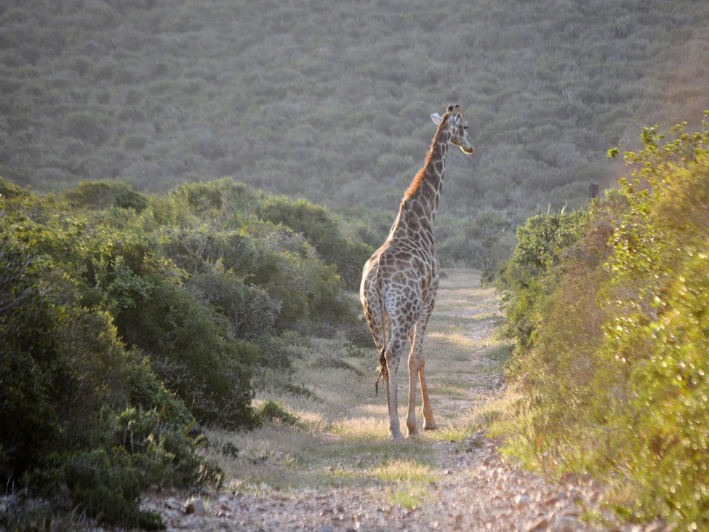 Kududu Guest House Sunland Eastern Cape South Africa Giraffe, Mammal, Animal, Herbivore