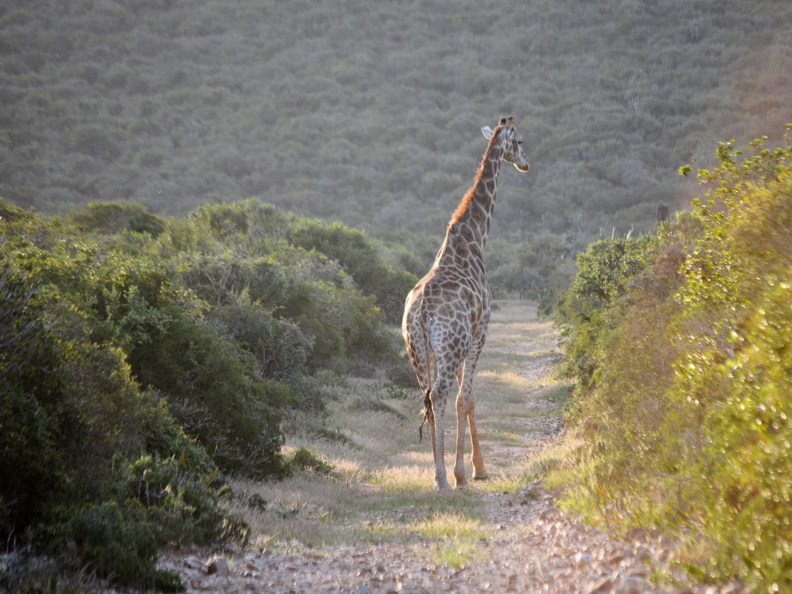 Kududu Guest House Sunland Eastern Cape South Africa Giraffe, Mammal, Animal, Herbivore