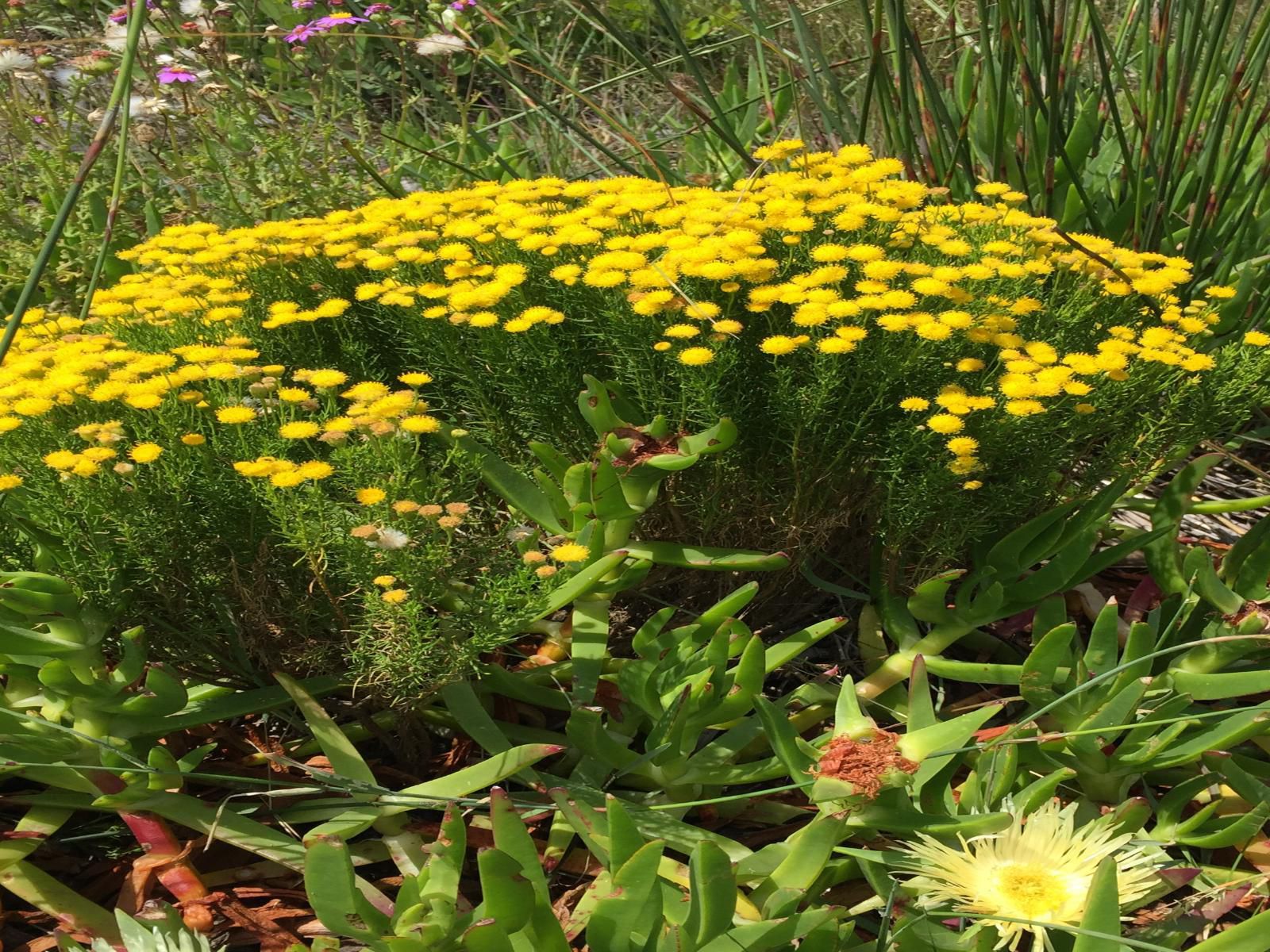 Kuierbos Farm Stay Gouritz Western Cape South Africa Colorful, Flower, Plant, Nature, Garden