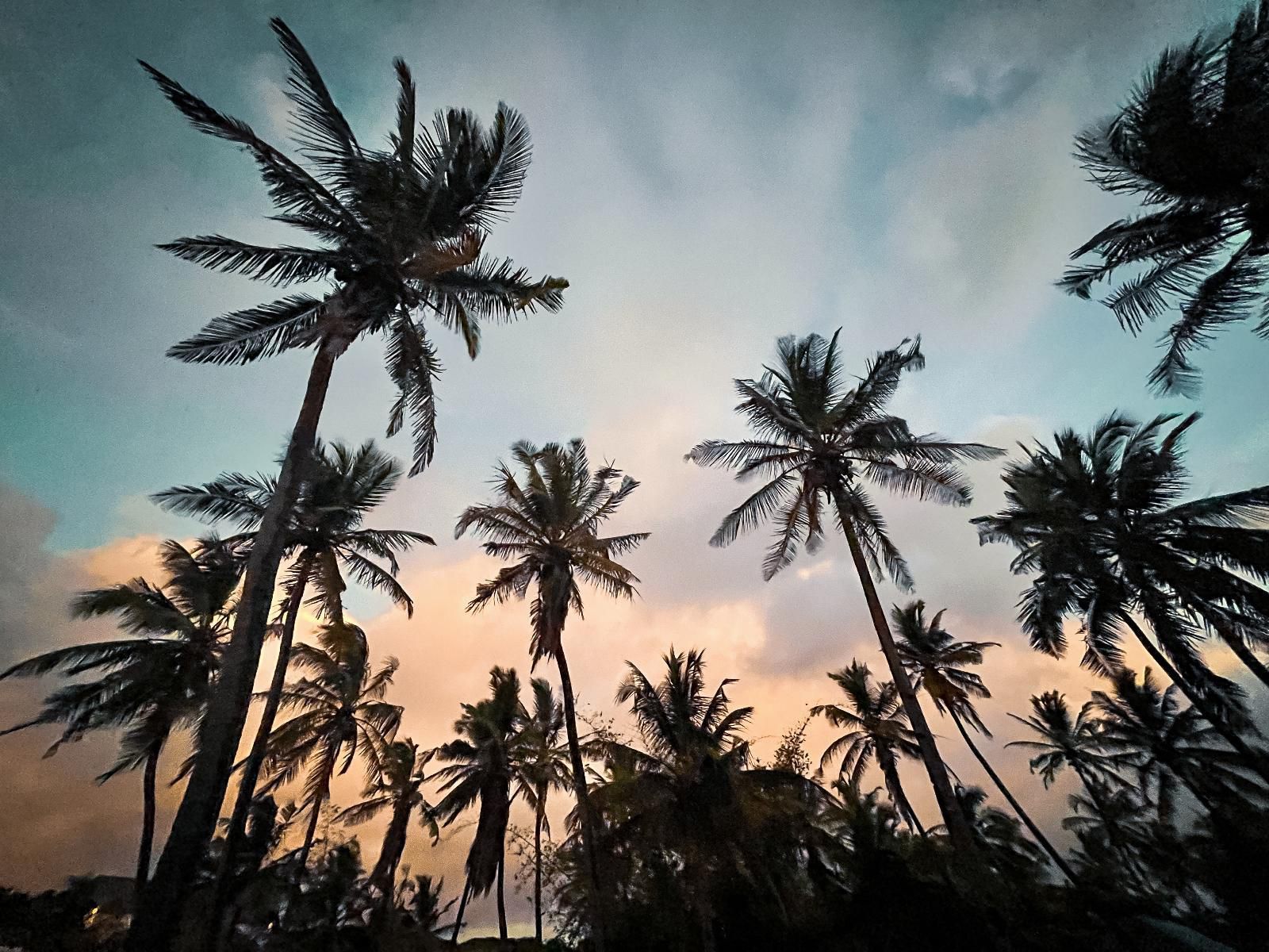 Kumba Lodge, Palm Tree, Plant, Nature, Wood, Sunset, Sky