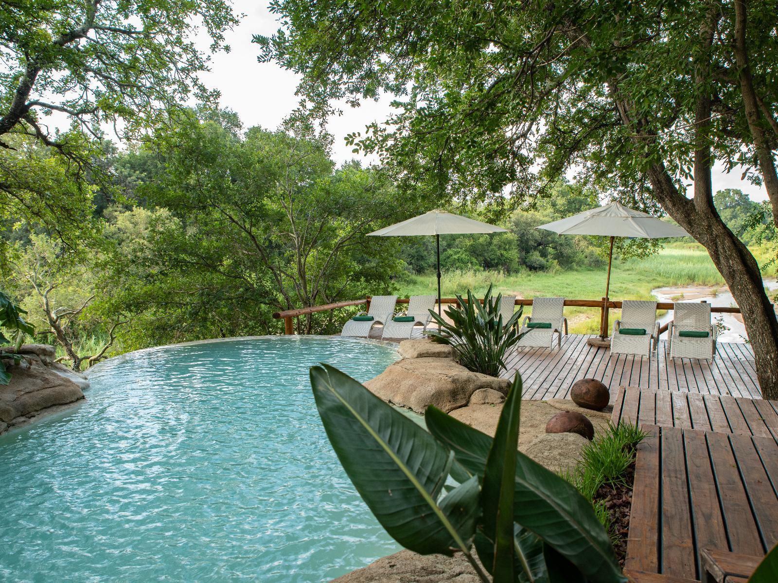 Kuname Lodge Karongwe Private Game Reserve Limpopo Province South Africa Garden, Nature, Plant, Swimming Pool