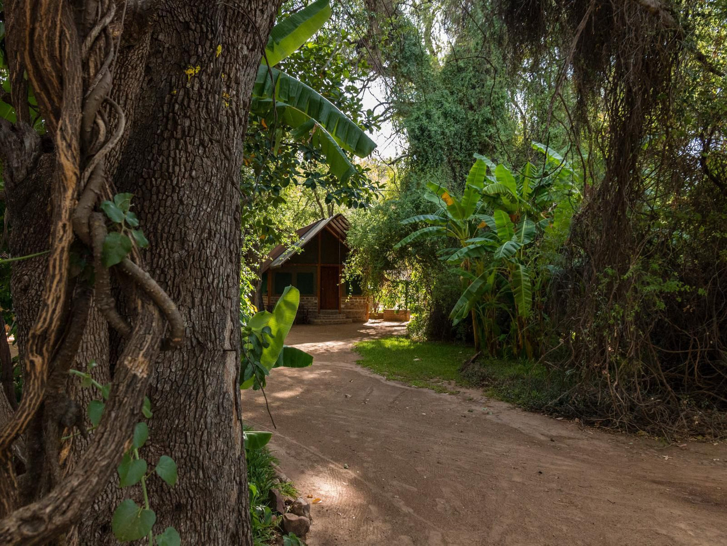 Kunene River Lodge, Palm Tree, Plant, Nature, Wood, Tree