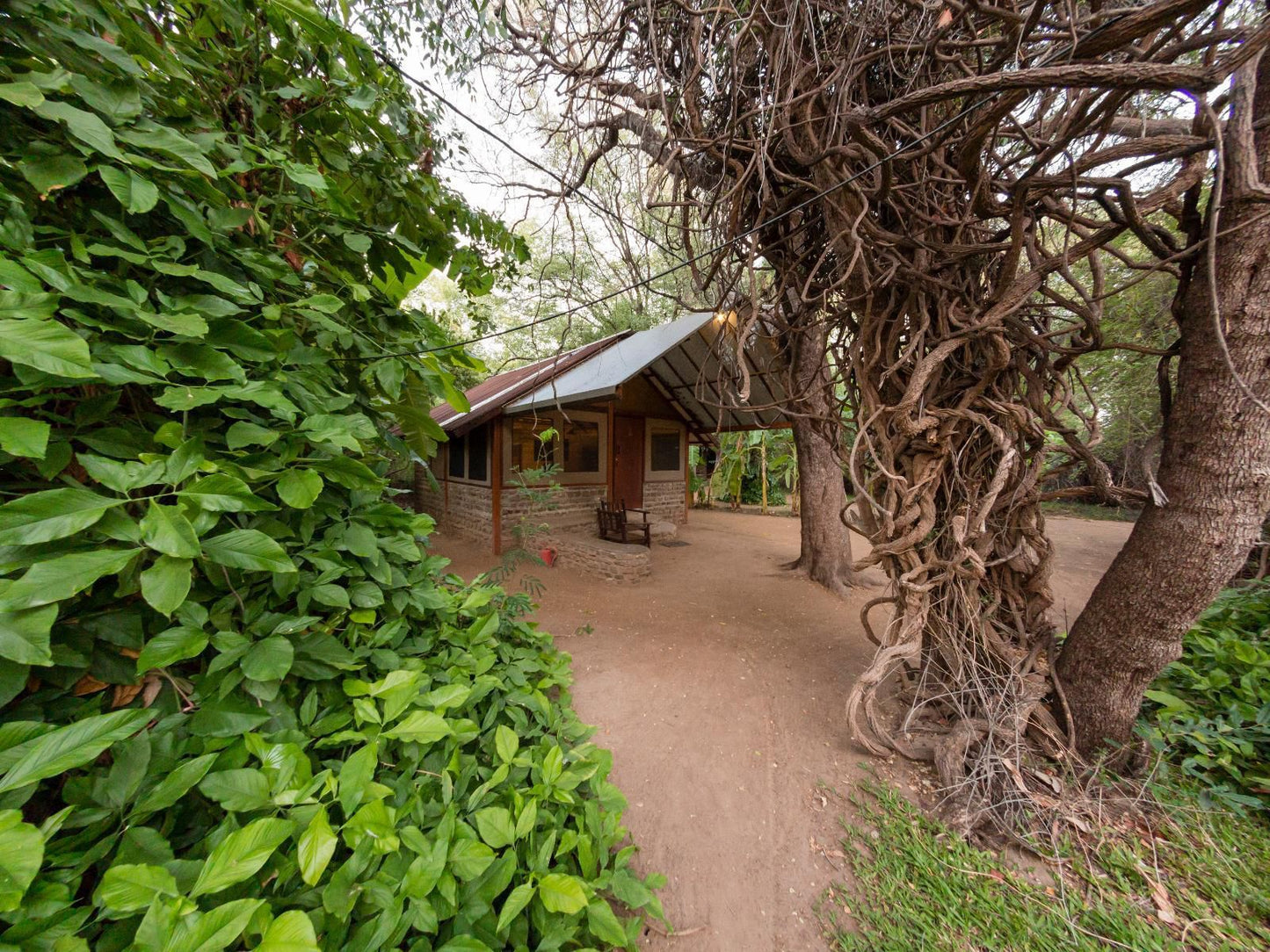 Kunene River Lodge, Plant, Nature