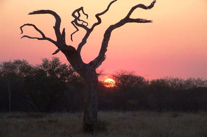 Kunkura Game Lodge Lephalale Ellisras Limpopo Province South Africa Silhouette, Tree, Plant, Nature, Wood, Sunset, Sky