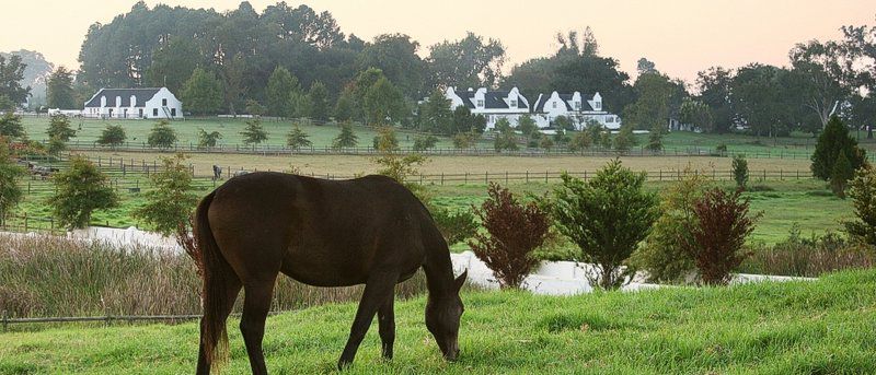 Kurland Hotel Natures Valley Eastern Cape South Africa Horse, Mammal, Animal, Herbivore