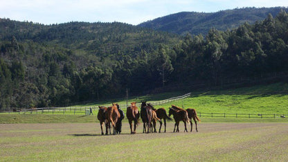 Kurlandpark Accommodation Kurland Western Cape South Africa Horse, Mammal, Animal, Herbivore