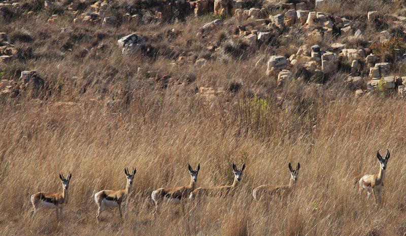 Kwaggaskop Game Farm Dullstroom Mpumalanga South Africa Deer, Mammal, Animal, Herbivore